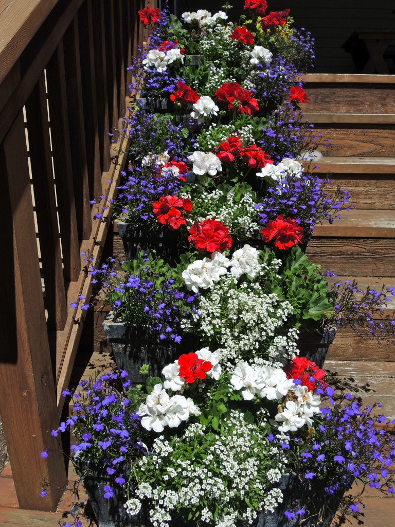 Hooray for the Red, White, and Blue: Patriotic Plants for the Fourth of