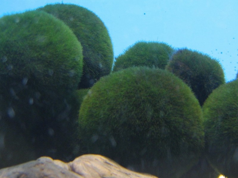 keep in water.Grow slower than cactus EASY! MossBall-rare live plant