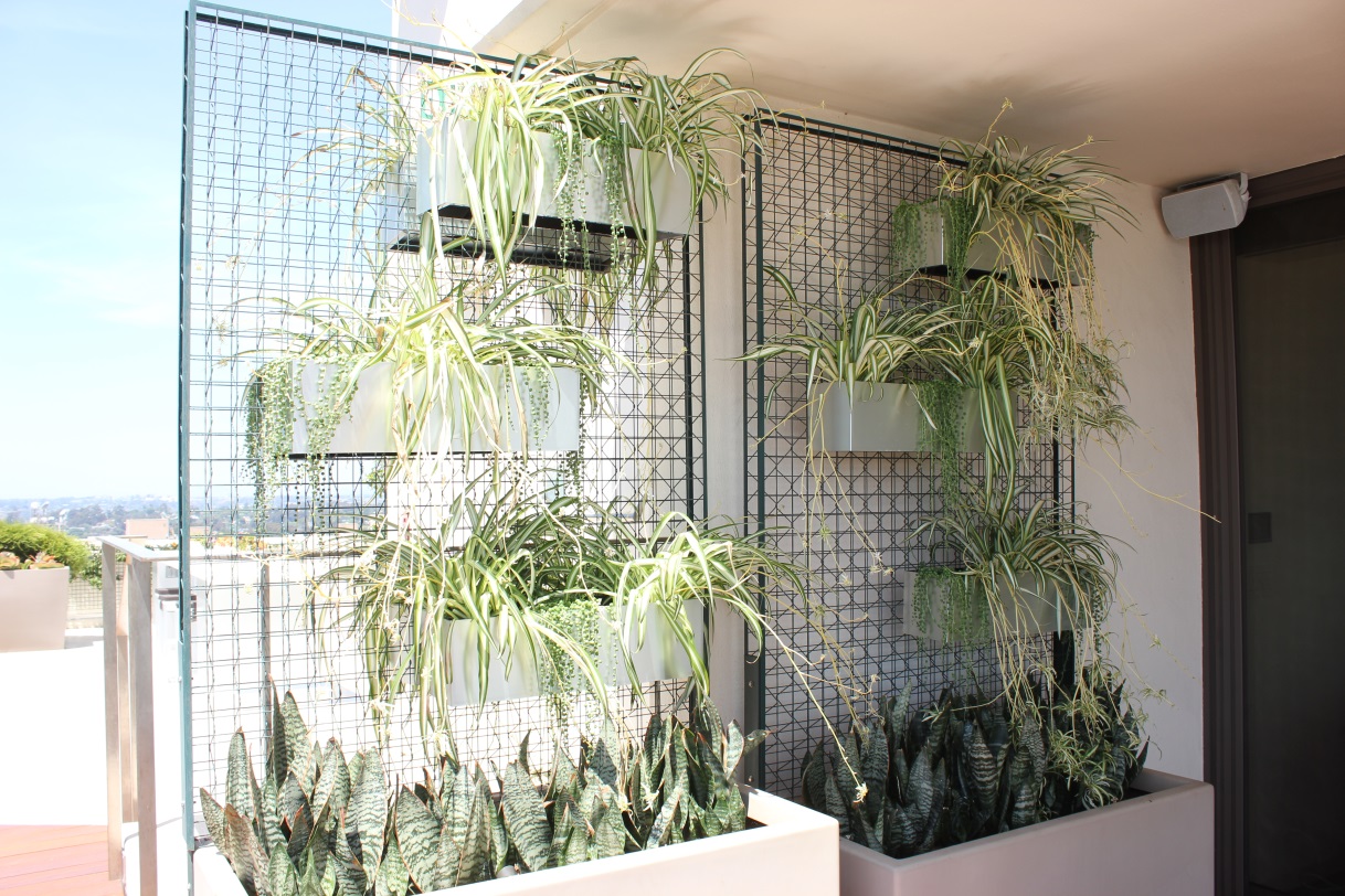 Spider plants are a smart choice as a beneficial office plant.