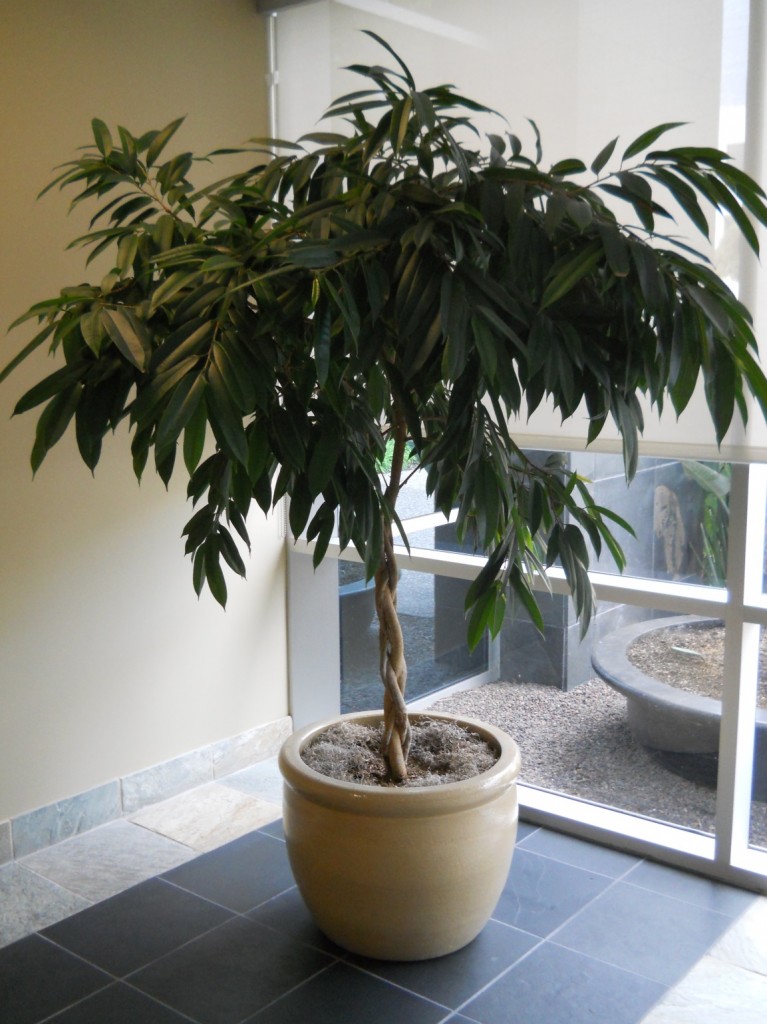 We love including Ficus trees in our plantscaping designs for clients.