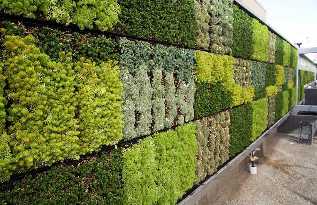 The 2017 Pantone Color of the Year "Greenery" is in nearly all our projects, like the living wall at the Thomas Jefferson School of Law in the East Village area of downtown San Diego.