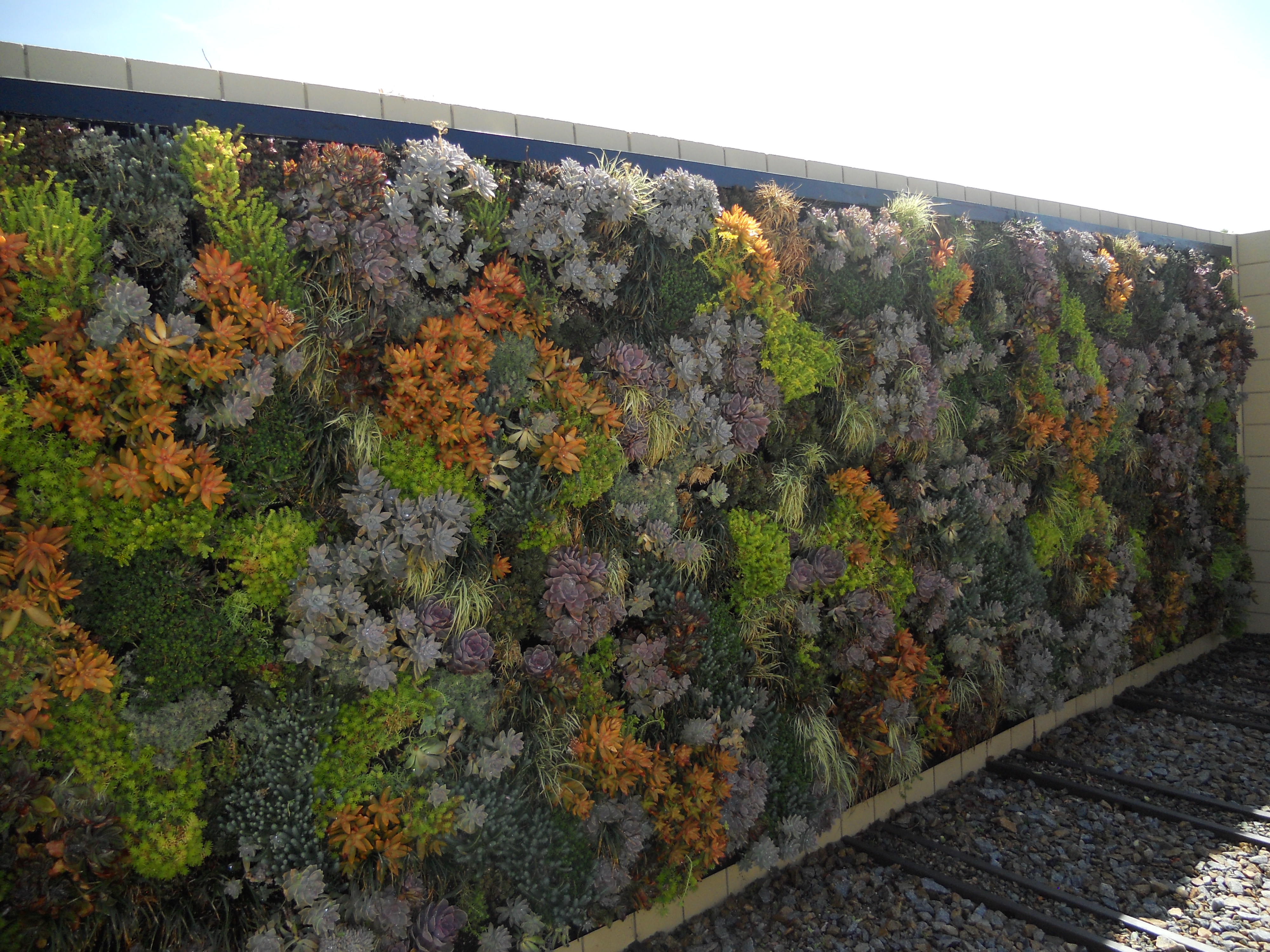 The living wall at SDG&E's Energy Innovation Center is filled with drought tolerant plants.