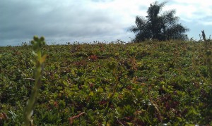 Green roof, living wall