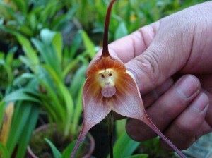 Smiling Monkey Faced Orchid