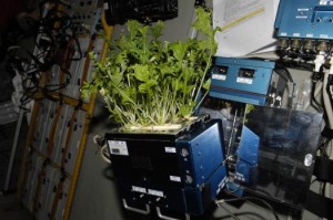 mizuna-lettuce-in-space