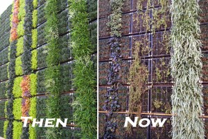 Fashion Valley Living Wall Then and Now
