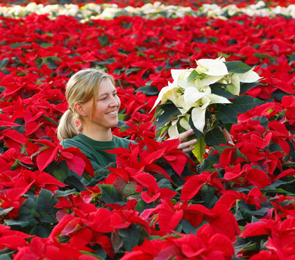 Pointsettia Tips