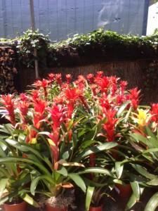 Bag a bromeliad for a bargain price at the Good Earth Plant Company Open House and Sale on Friday, June 6. 