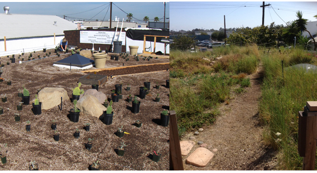 The Good Earth Plant Company green roof seven years ago and today.