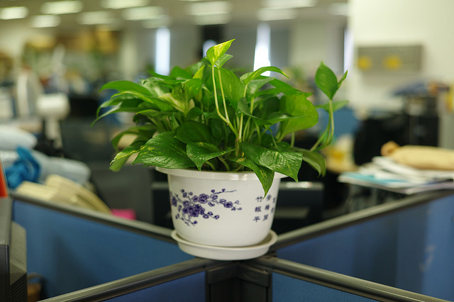It's not rocket science, really: humble plants like this Pothos can improve worker productivity. Photo: Julien Gong Min