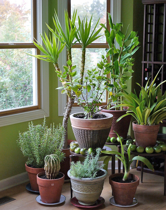 When you reposition plants to get the most winter light, it also helps to be sure your windows are nice and clean. Photo: Flickr/FD Richards