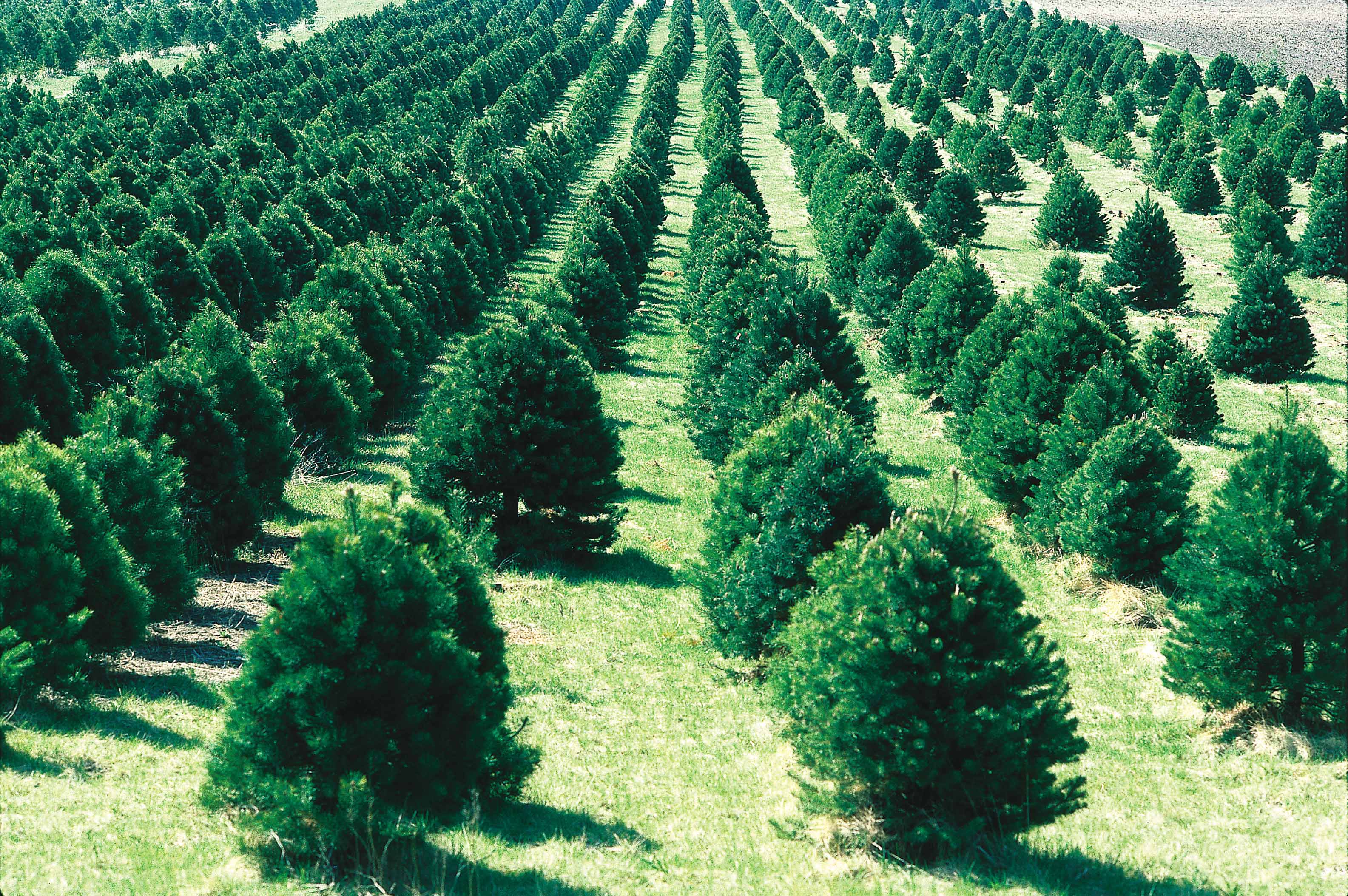 A Christmas tree farm in Iowa. Photo: WIkipedia