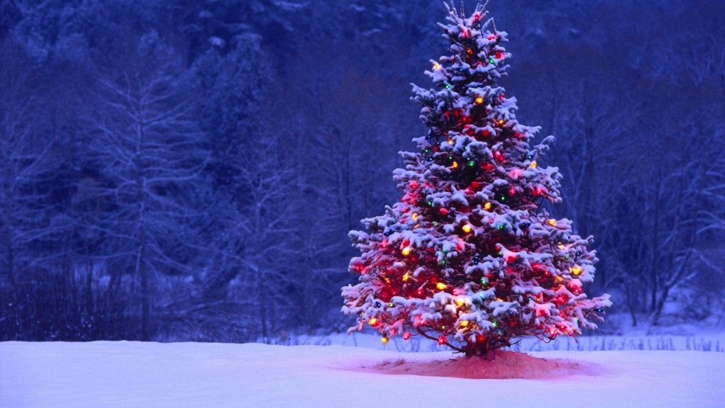 Keep your Christmas tree as fresh as possible with tips from Good Earth Plant Company. 