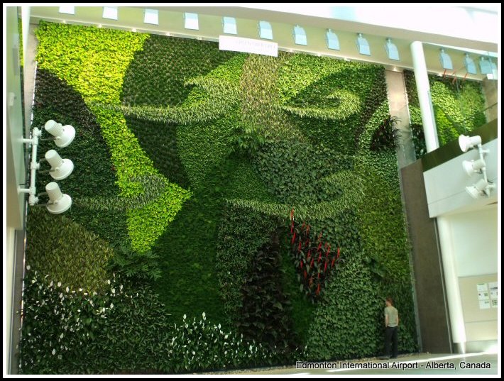 One of two living walls at the airport in Edmonton, Alberta, Canada. Photo: Courtesy Green and Grey