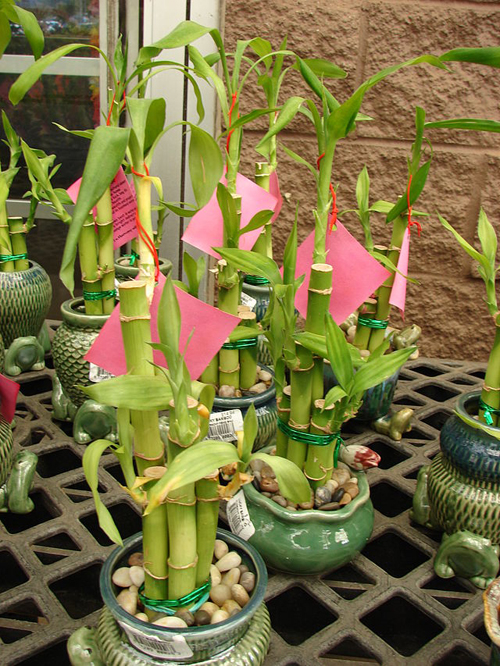 Typical "Lucky Bamboo" plants for sale in Hawaii. Photo: Ken Starr