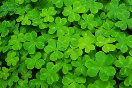 The magic of the number three makes the shamrock a mystical, magical plant the symbol of a nation and its national holiday, St. Patrick's Day.