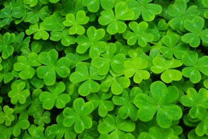 Four Leaf Clover Day, August 2 Holiday. Shamrocks.