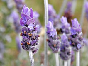 Lavender can be sold as fresh or dried flowers, oils, and more. 