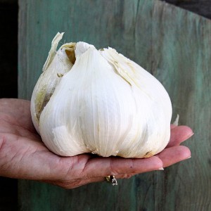 Elephant Garlic could be huge at Qualcomm, and ward off vampires too. 