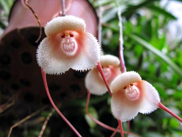 Just looking at photos of nature like our popular Monkey Faced Orchids can give some of the positive benefits of being outdoors. Monkey Faced Orchids (we love them too much to leave them out)