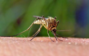 Eww! Ouch! Mosquitos are more than just annoying. They can transmit dangerous diseases. Learn how to "Fight The Bite."