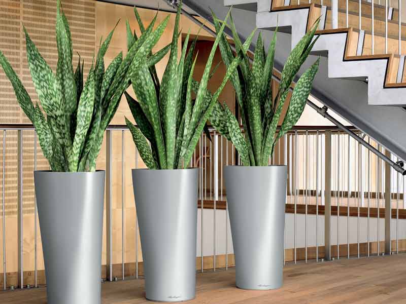 5 Easy Indoor Plants You Can't Kill - The Home Depot