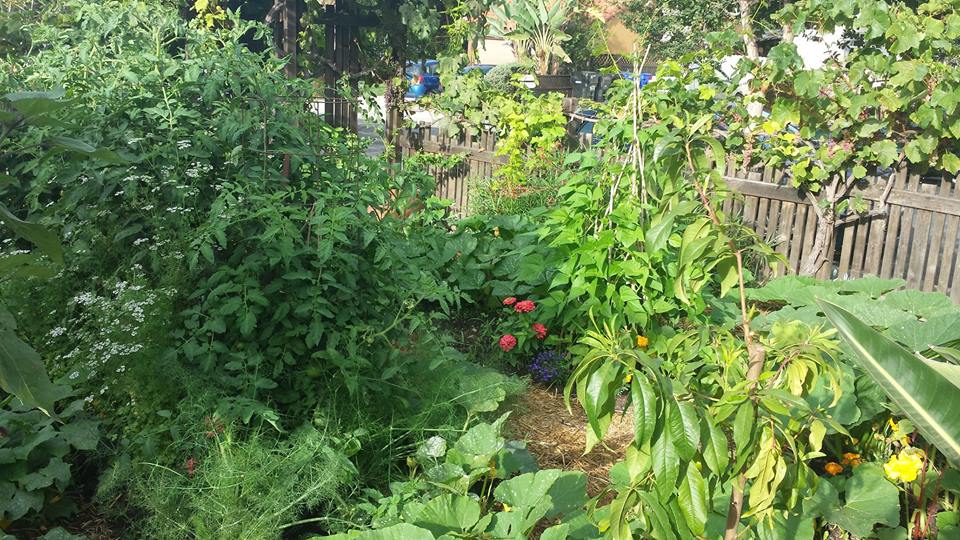 Something as simple as a community garden can greatly increase your general happiness daily. Photo: Courtesy Karen Contreras, Urban Plantations