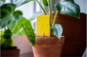 Yellow sticky traps are one good weapon in the fight against fungus gnats