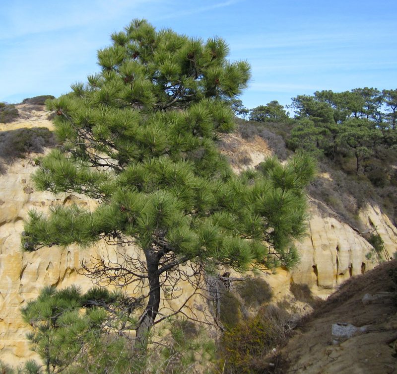 San Diego is losing its Torrey Pines at an alarming rate because of the drought.