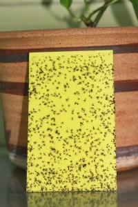 Yellow sticky traps are one good weapon in the fight against fungus gnats.