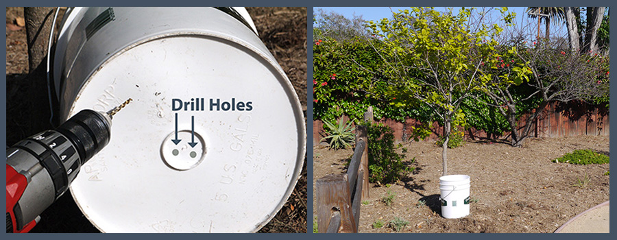 Using a bucket as a drip irrigation system works well with trees. Be sure to cover the bucket to prevent accidents with children. Photo: Courtesy Goleta Water District