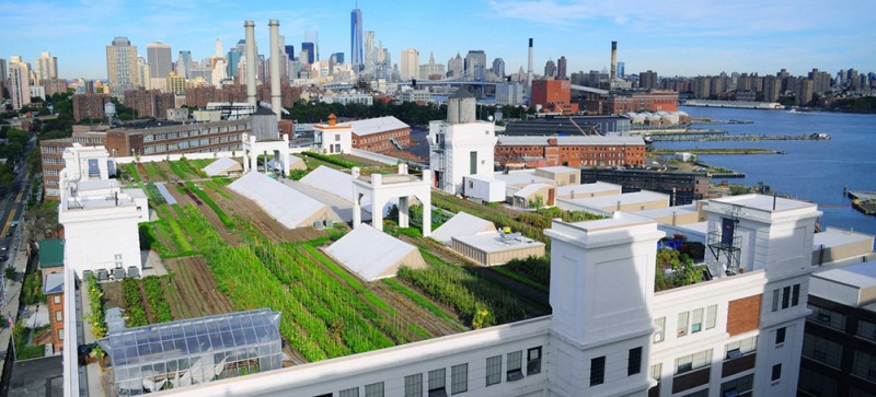 Brooklyn Grange is the world’s largest rooftop soil farm, located on two roofs in New York City. It grows over 50,000 pounds of organically-cultivated produce per year. Photo: Courtesy BrooklynGrangeFarms.com