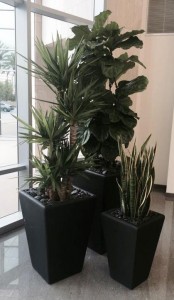 Interior plants installed and maintained by Good Earth Plant Company at HLI in San Diego. 