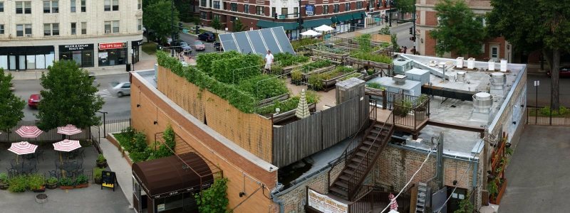 The Uncommon Ground rooftop urban farm in Chicago. Photo: Courtesy UncommonGround.com