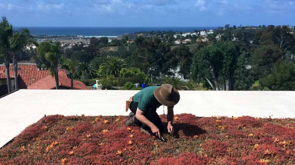 Peforming maintenance on green roof at private San Diego residence
