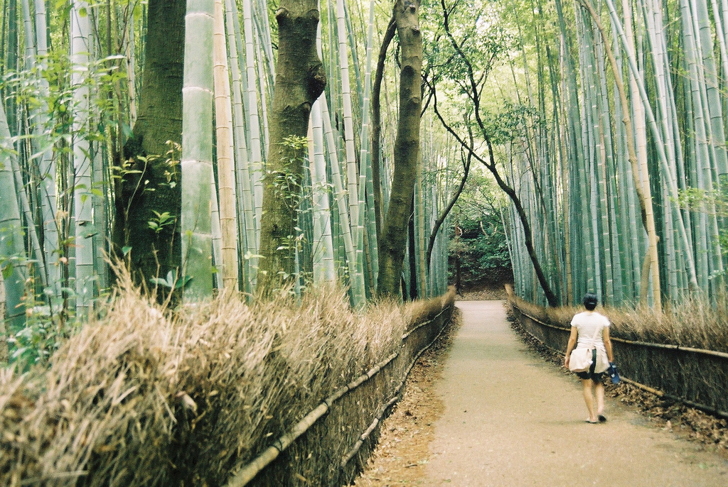 Ward off the post-holiday blues or any kind of stress with Shinrin-yoku, the art of forest walking. Photo: Courtesy Wikipedia