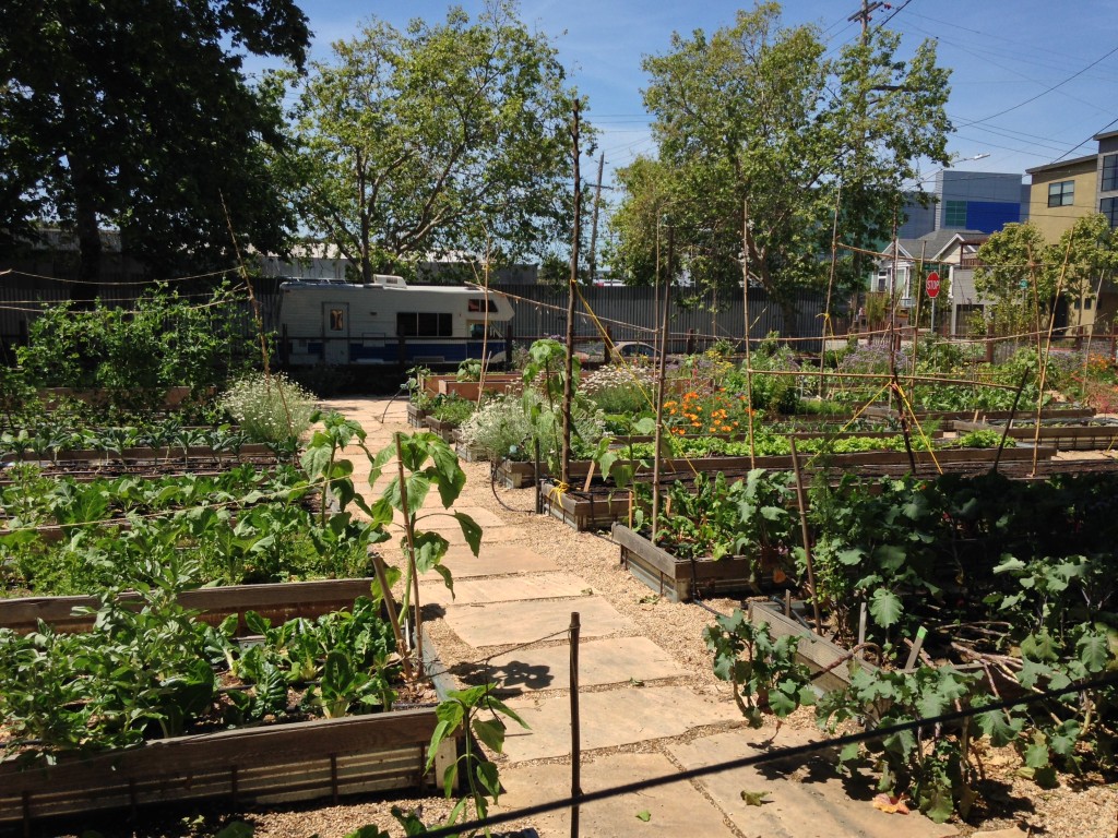 Urban farming like this project in Oakland provides numerous benefits to the environment and produces fresh produce in areas lacking access to it. Photo: Wikipedia/SaamBarati.jpg 