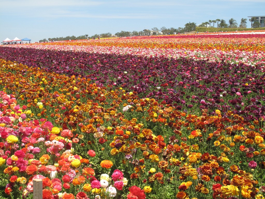 We know it's spring in San Diego County when the flowers bloom in Carlsbad. 