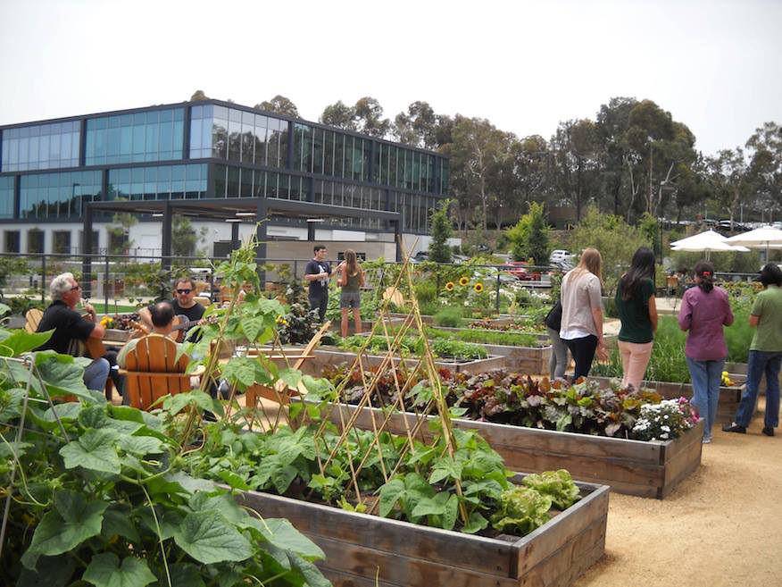 Introducing gardens and other natural elements to urban workspaces produces a greater return on investment than other employee perks. Photo Courtesy Karen Contreras, Urban Plantations