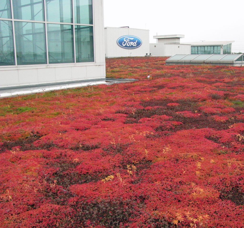 A look at the Ford truck plant's green roof showing the roof in bloom. Photo: Courtesy Dr. Clayton Rugh