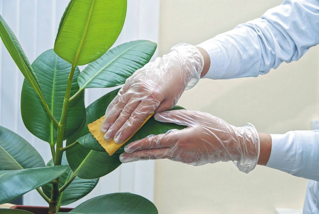 Give your house plants a gentle dusting and cleaning to help catch pests early.