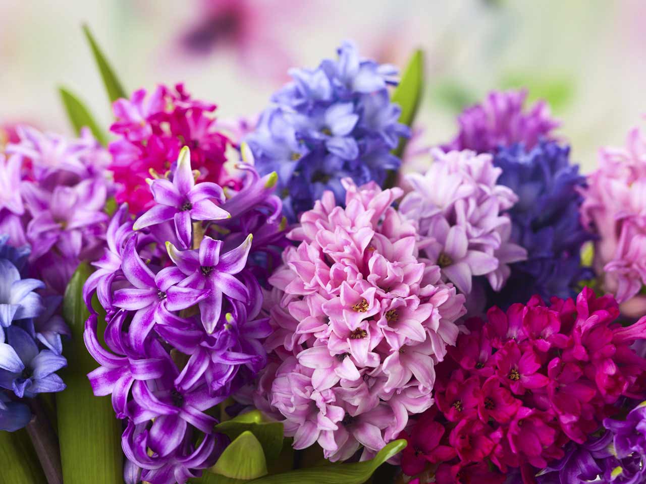 Hyacinths come in a variety of colors, including some purples that pass nicely as blue. But it's the fragrance that is fixed in my memory. Photo: Pixabay horticultural therapy