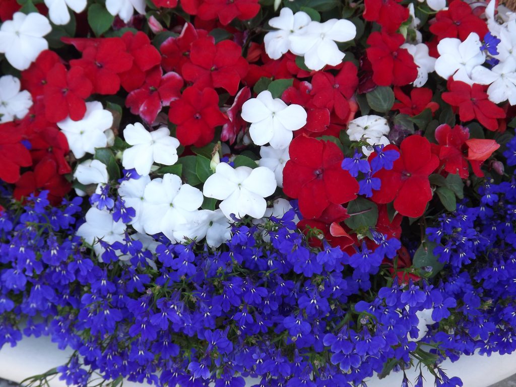 12 inches w Red/White/Blue Darice Patriotic Mini Poppy Bush 
