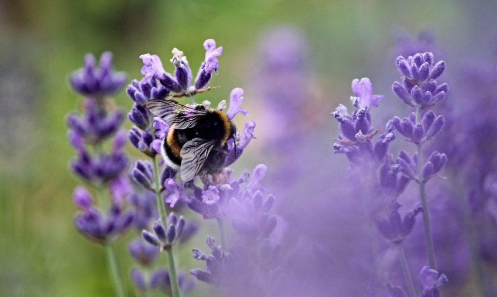 Pollinators like bees love violet and purple colored flowers. You can help support the pollinator population by planting some. Photo: Manfred Richter/Creative Commons License