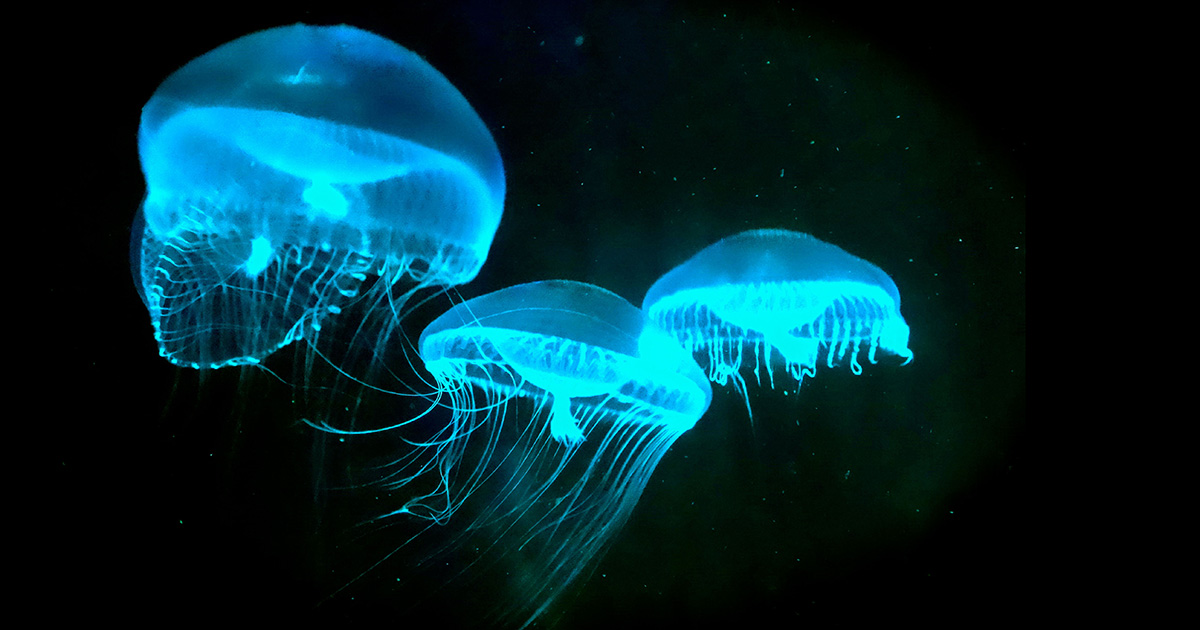 Could trees one day glow like jellyfish? MIT researchers believe it's possible.