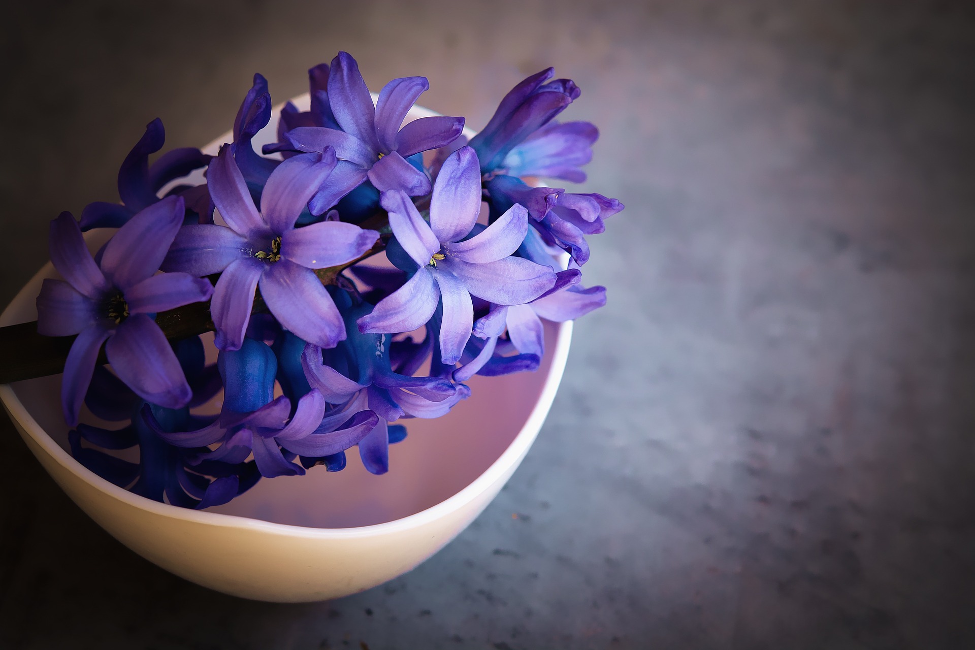 The Pantone Color of the Year for 2018 is Ultra Violet. It's present in many natural examples, including these hyacinths. Photo: Creative Commons License