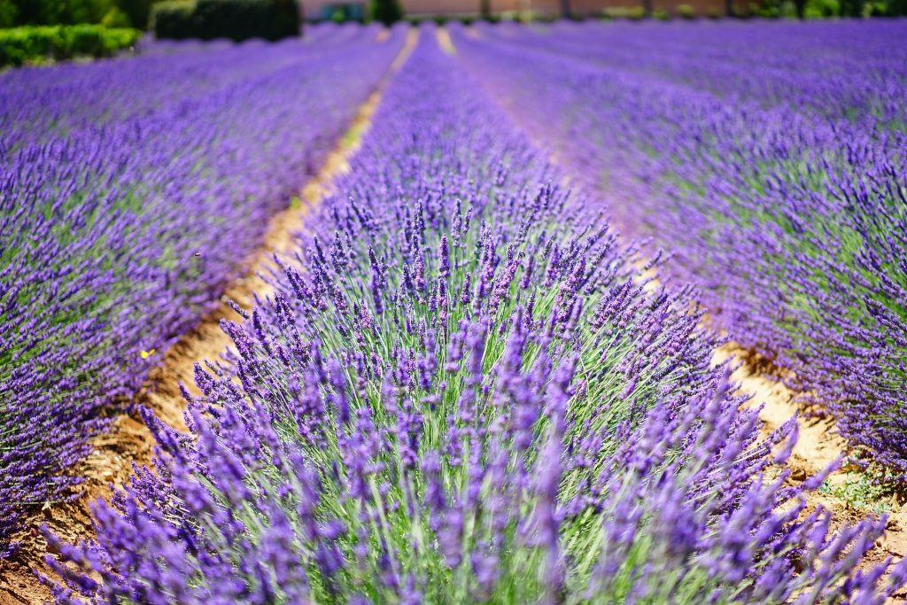 Ultra Violet is surprisingly easy to find in nature, including many lavender varieties. Photo: Creative Commons License