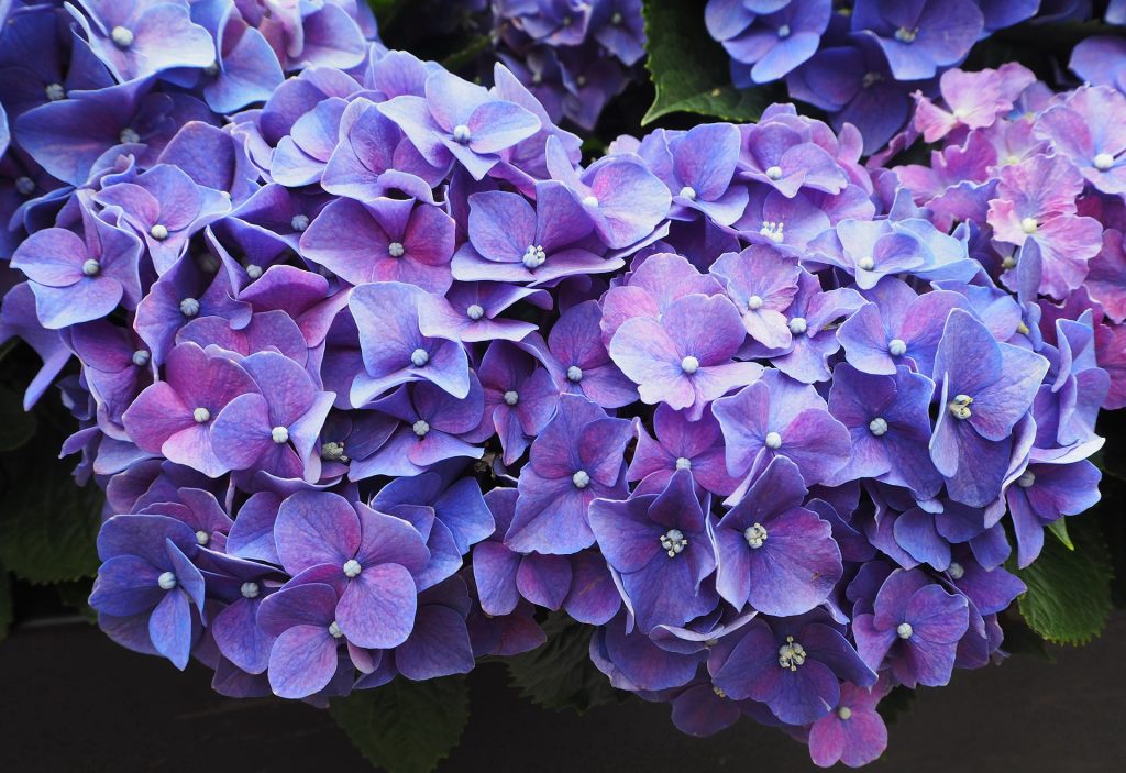 Purple has a traditional association with royalty and richness due to the difficulty reproducing it in dyes. Photo: Creative Commons License