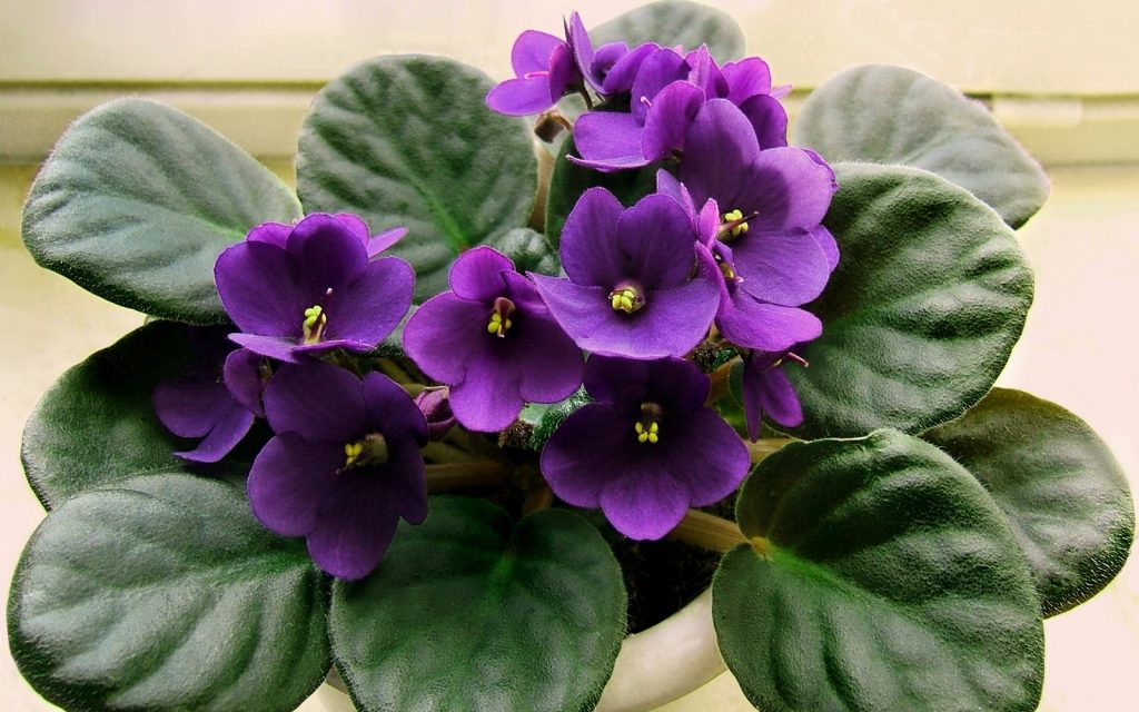 Say hello to the 2018 Pantone Color of the Year on your desk every day with an African violet. Photo: Creative Commons License
