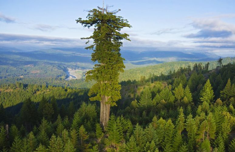 The Hyperion tree is the tallest tree in the world.